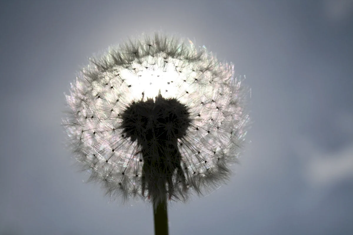 Taraxacum albidum