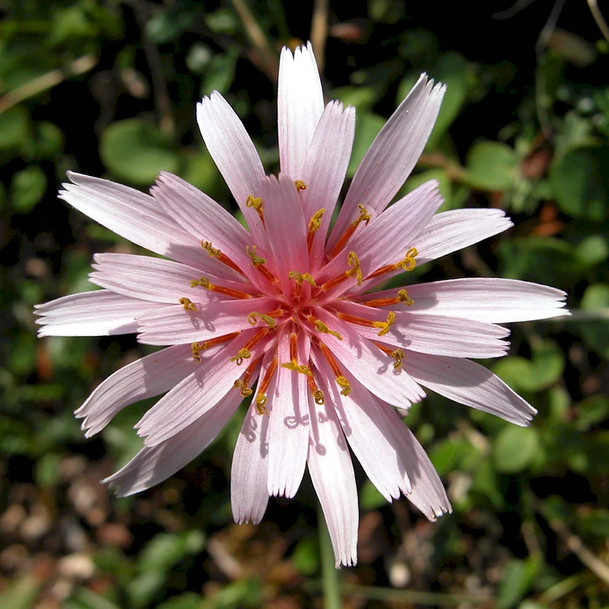 Taraxacum leucoglossum