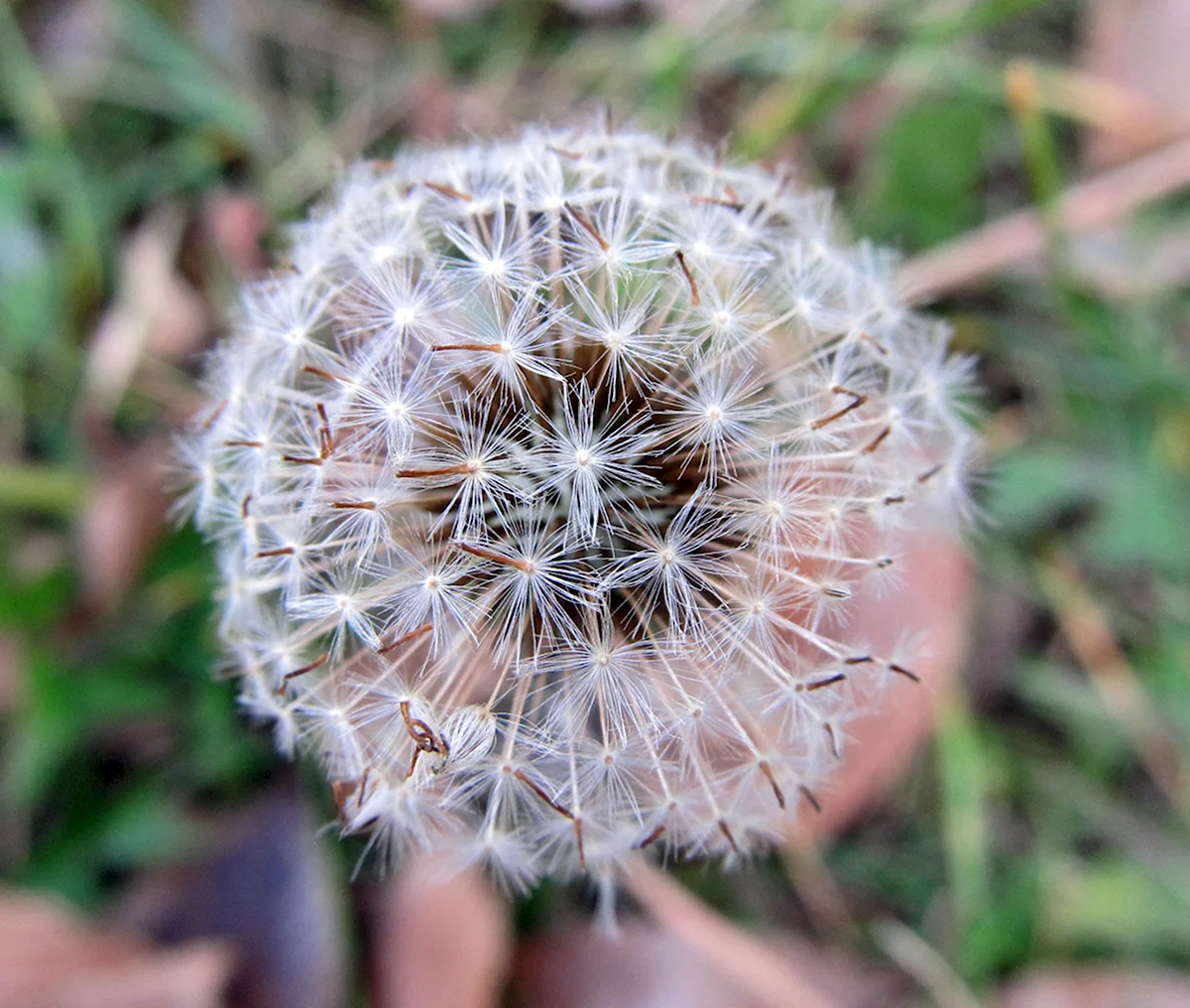 Taraxacum rubrifolium