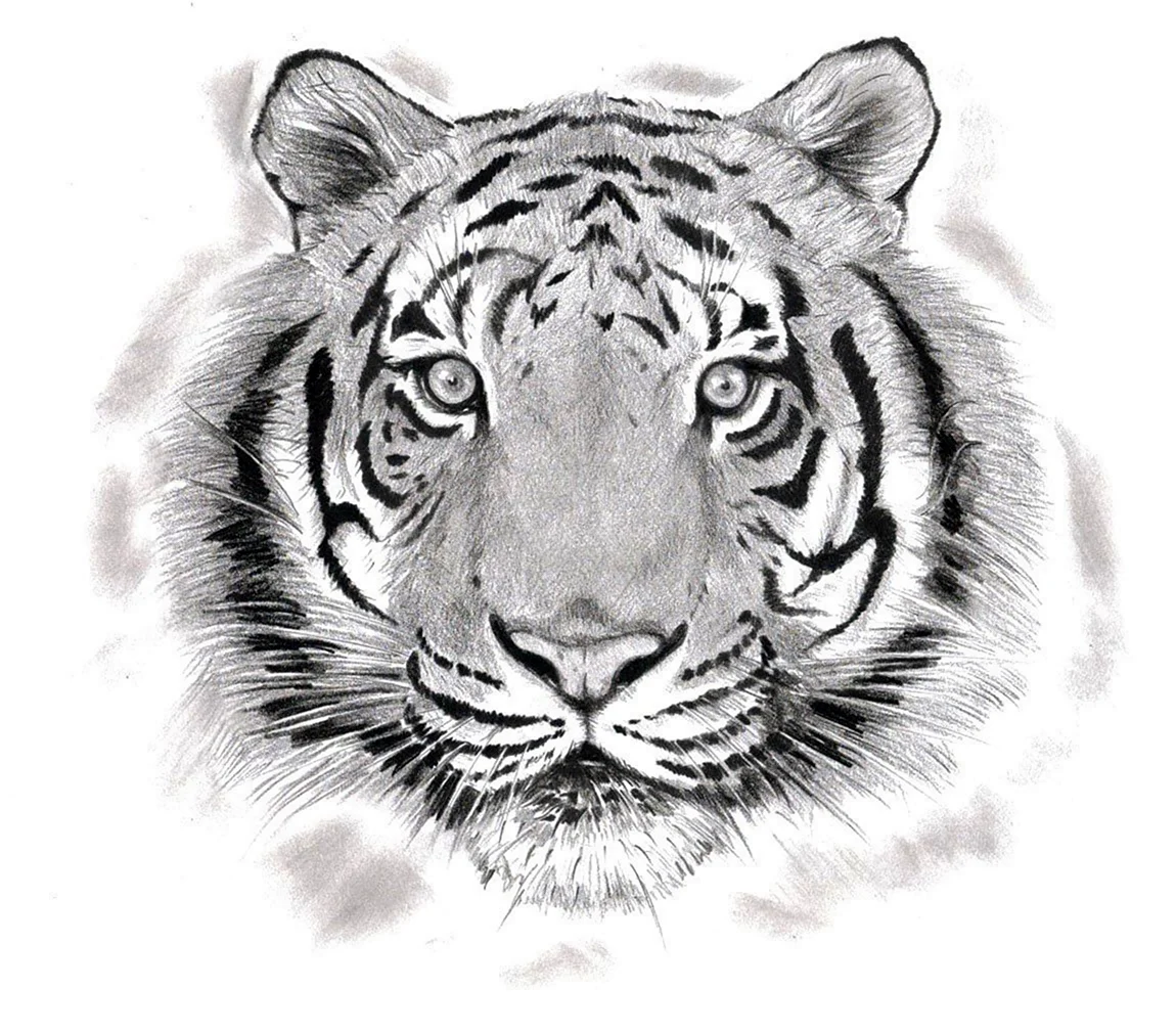 Тигр черно белый рисунок