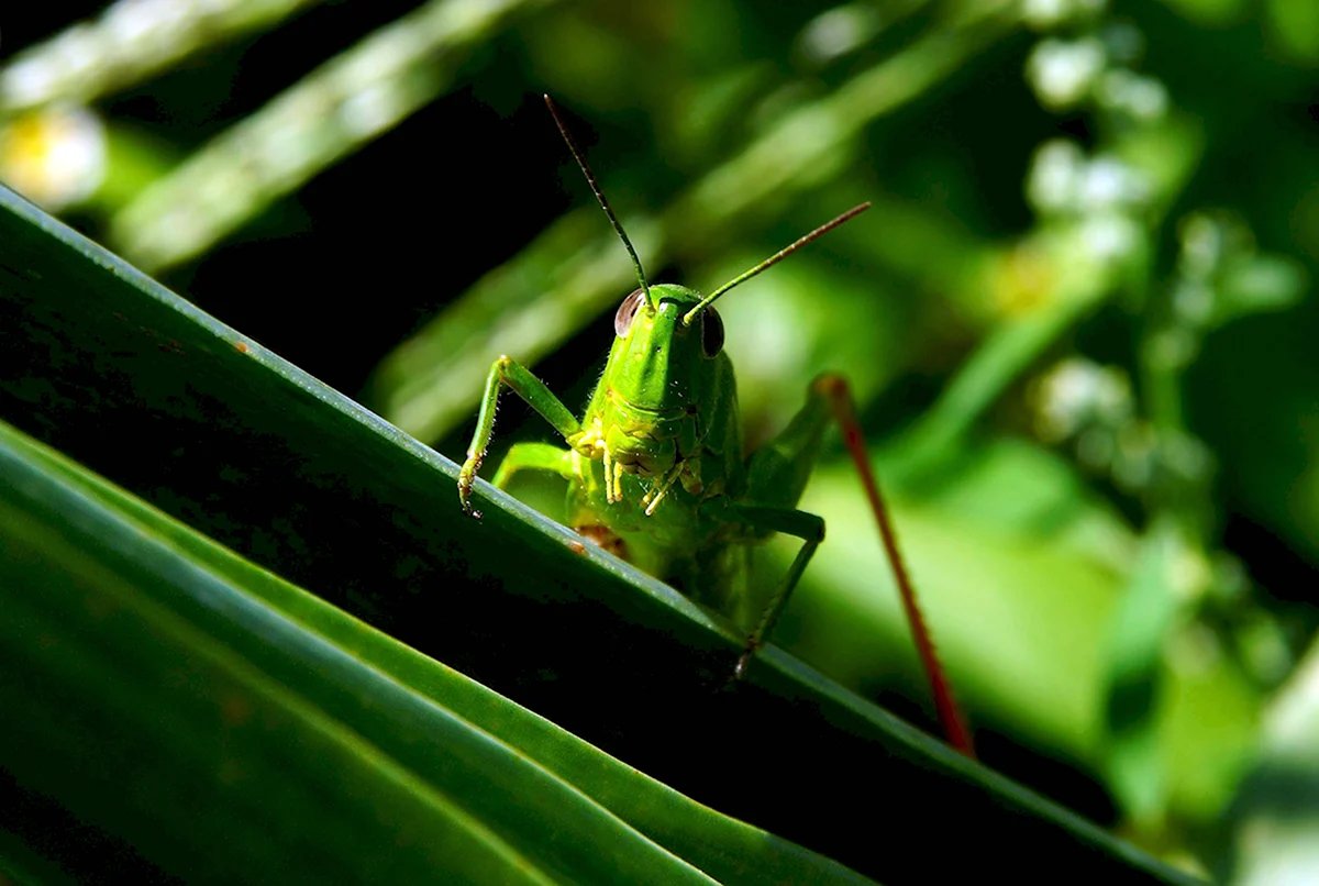 Tettigonia viridissima l.