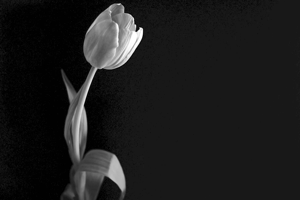 Тюльпан черно белый рисунок