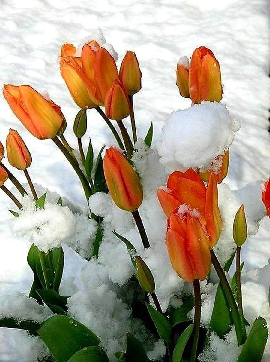 Тюльпаны зимой