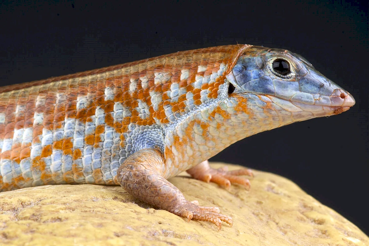 Tracheloptychus petersi