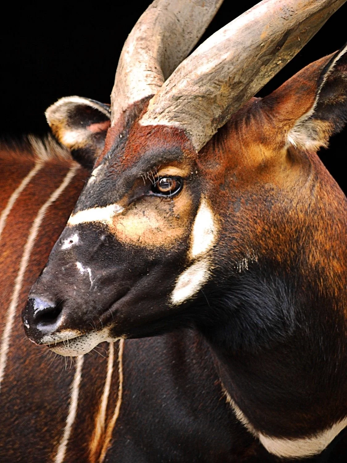 Tragelaphus eurycerus