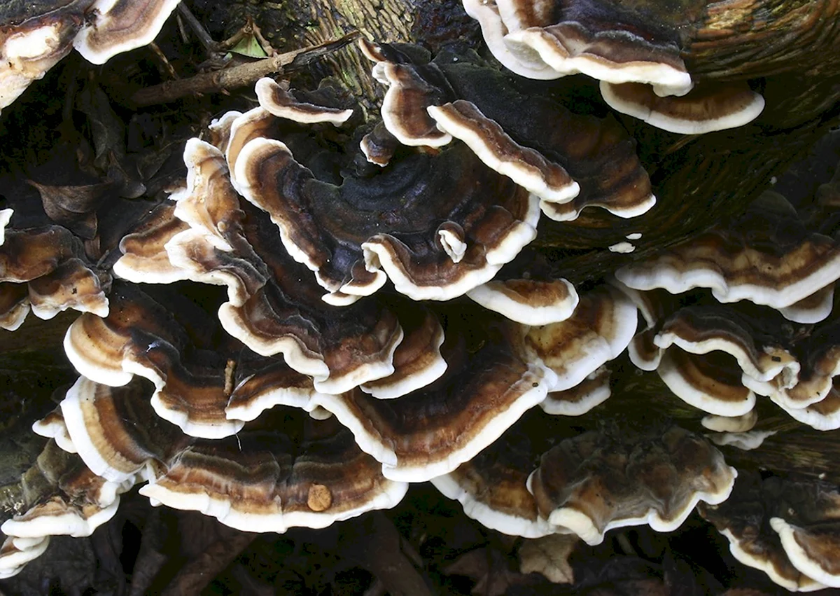 Кориолус вува. Трутовик Траметес. Траметес разноцветный (trametes versicolor). Трутовик Траметес разноцветный. Трутовик Траметес съедобный.