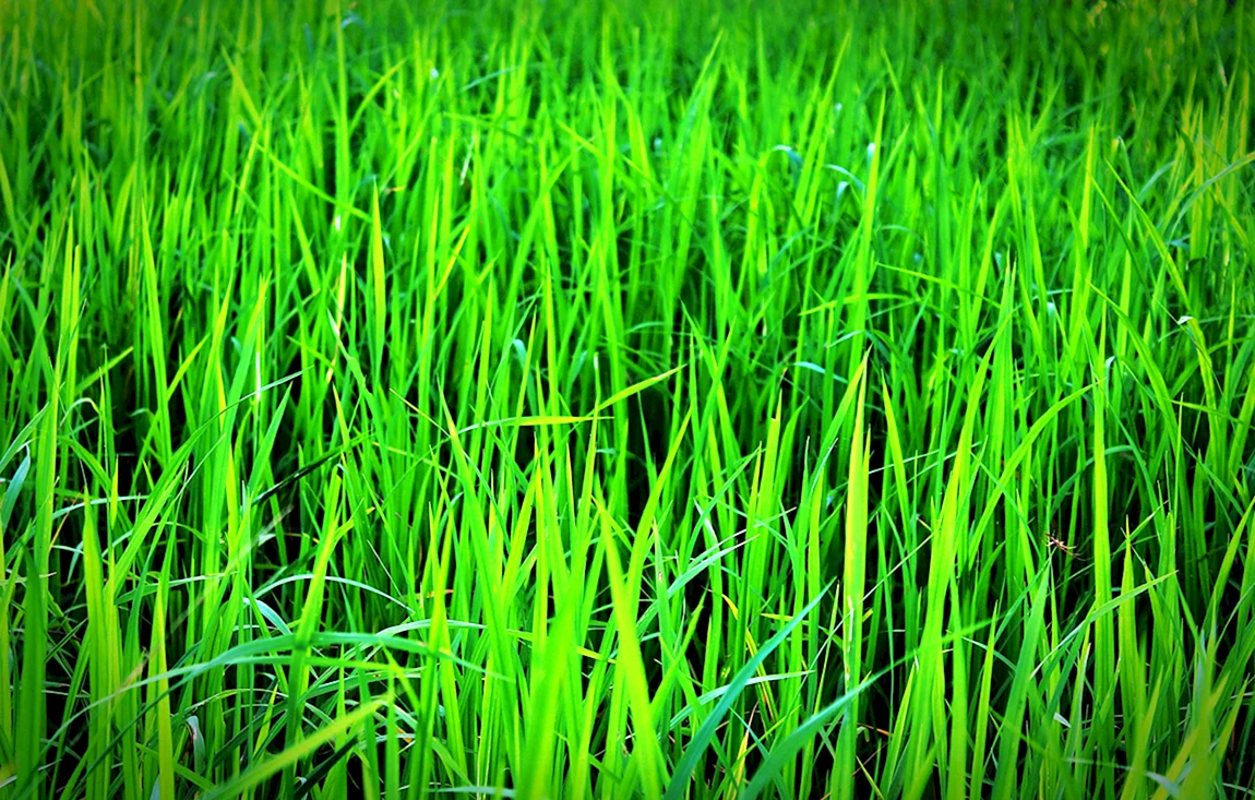 Трава ярко зеленая