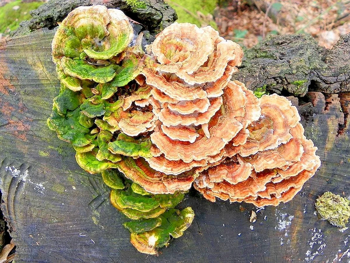 Кориолус вува. Трутовик Траметес. Trametes versicolor. Гриб Траметес разноцветный. Трутовик Траметес разноцветный.