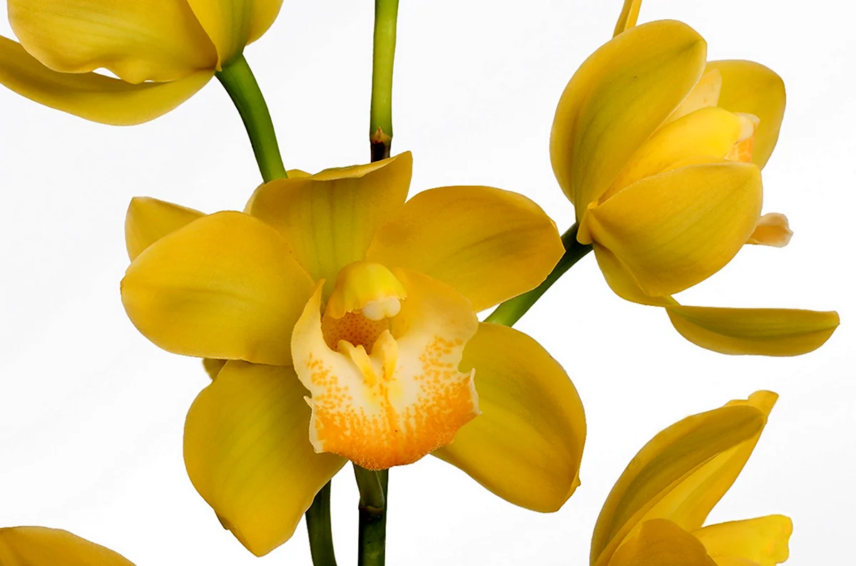 Орхидея цимбидиум желтая