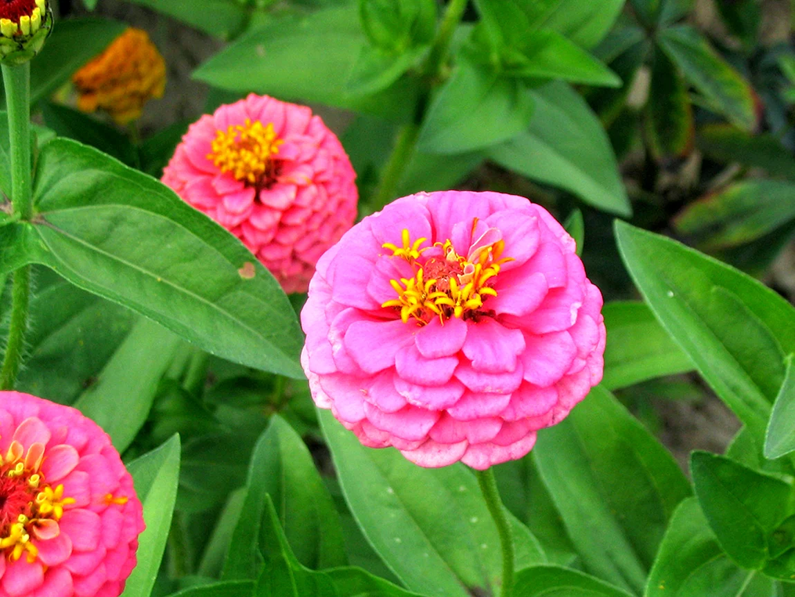 Цинния розовая. Цинния георгиноцветковая. Цинния изящная (Zinnia elegans). Цинния георгиноцветковая фиолетовая Королева.