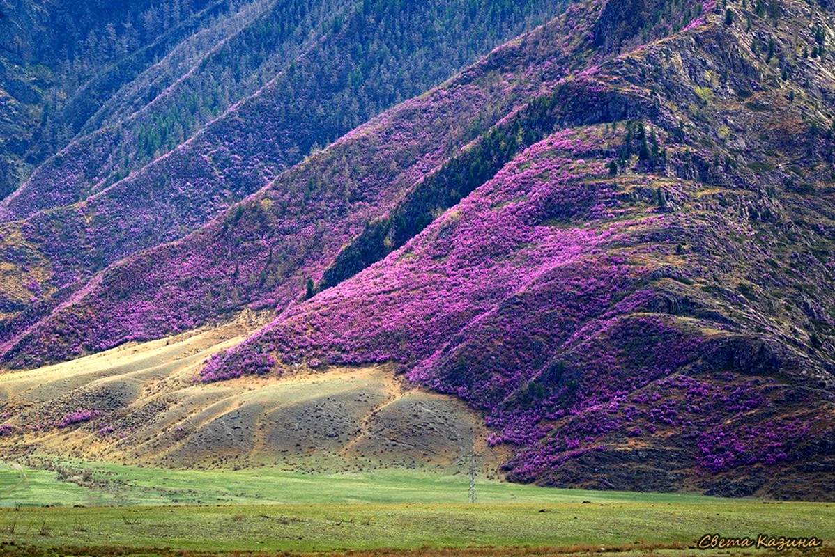 Алтай в конце мая. Чуйский тракт цветение маральника. Алтайский маральник цветение. Цветение маральника горный Алтай. Маральник горный Алтай рододендрон.