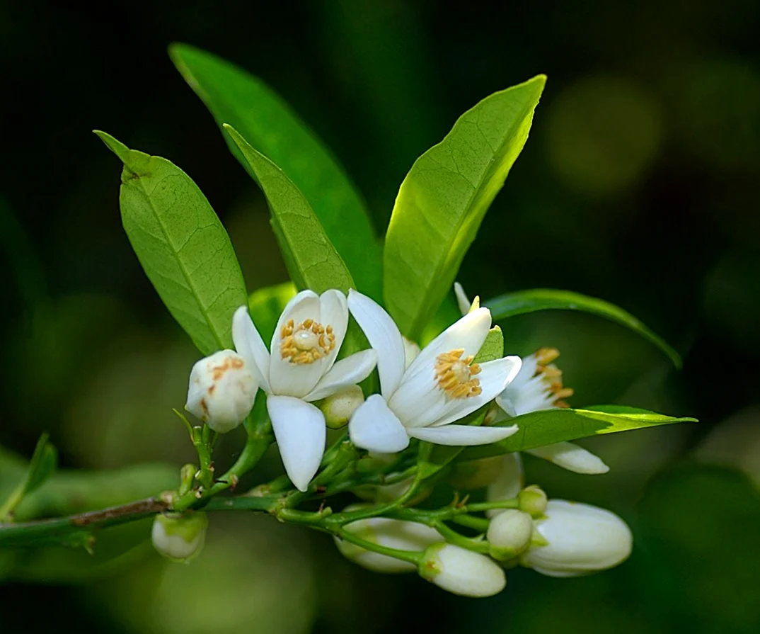 Bergamot neroli orange. Цветок апельсина флердоранж. Нероли цветок апельсина. Цветок цитрусового дерева, флердоранж. Померанец дерево цветёт.