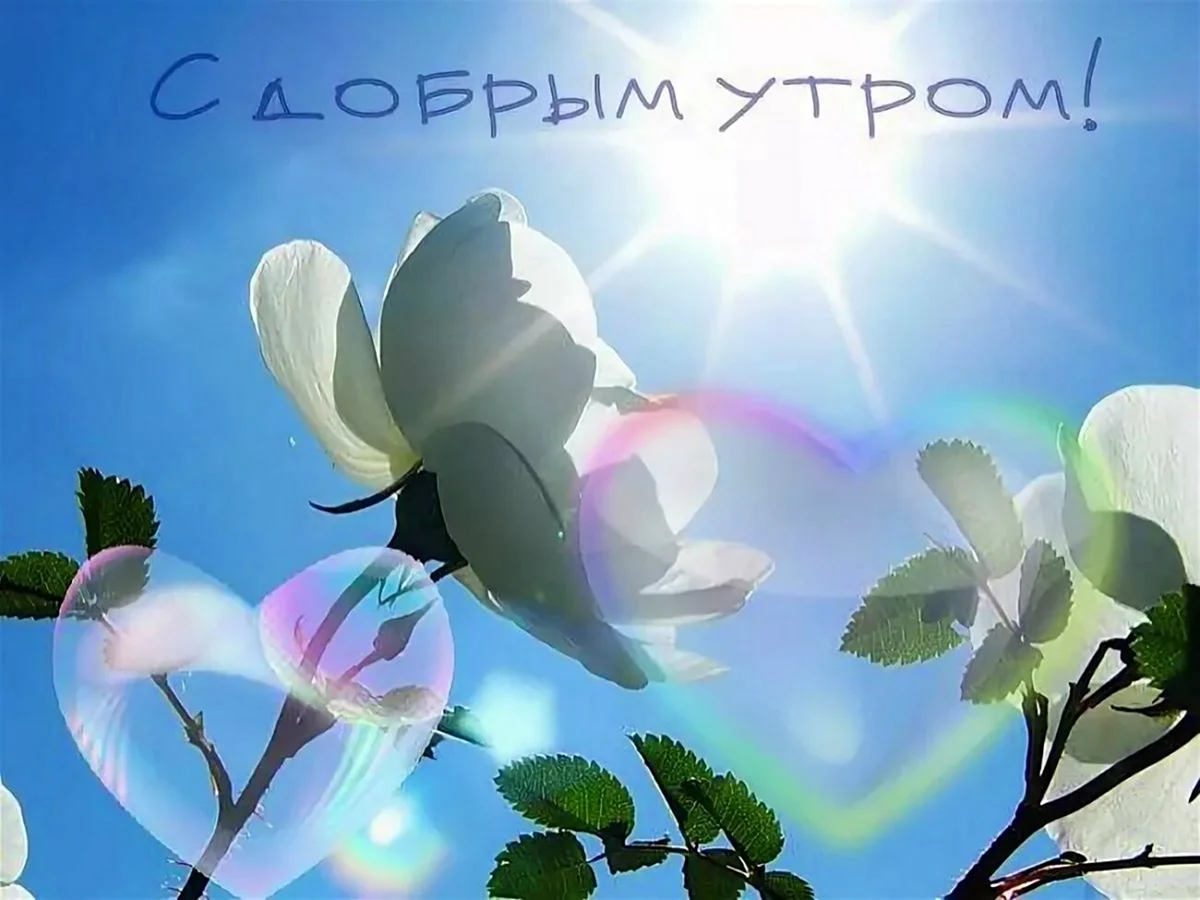 Цветы и солнце