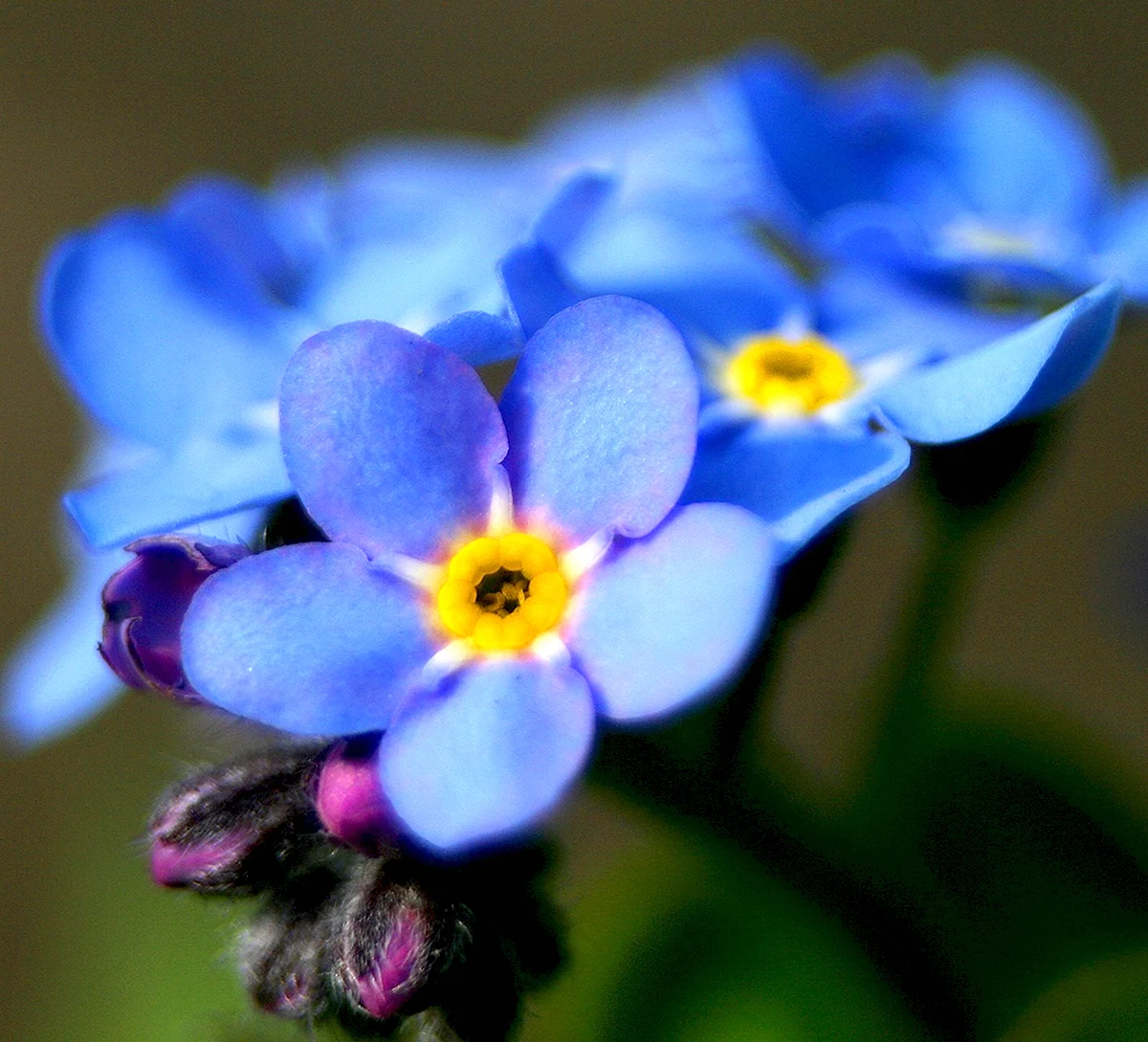 О цветах незабудках. Незабудка редкоцветная. Незабудка Лесная Myosotis sylvatica. Незабудка Песчаная. Незабудка Блу.