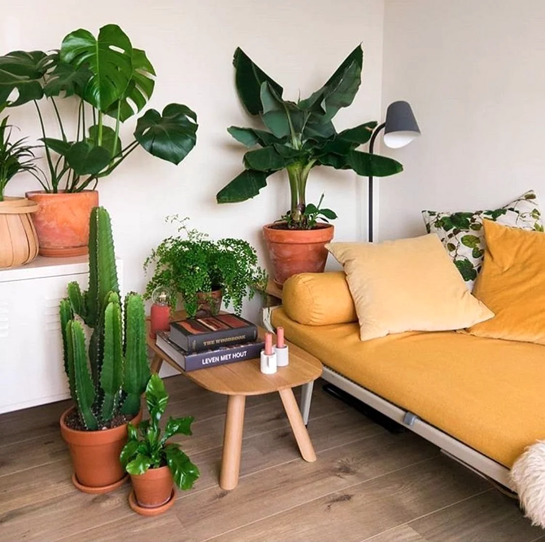 Комнатные растения в квартире
