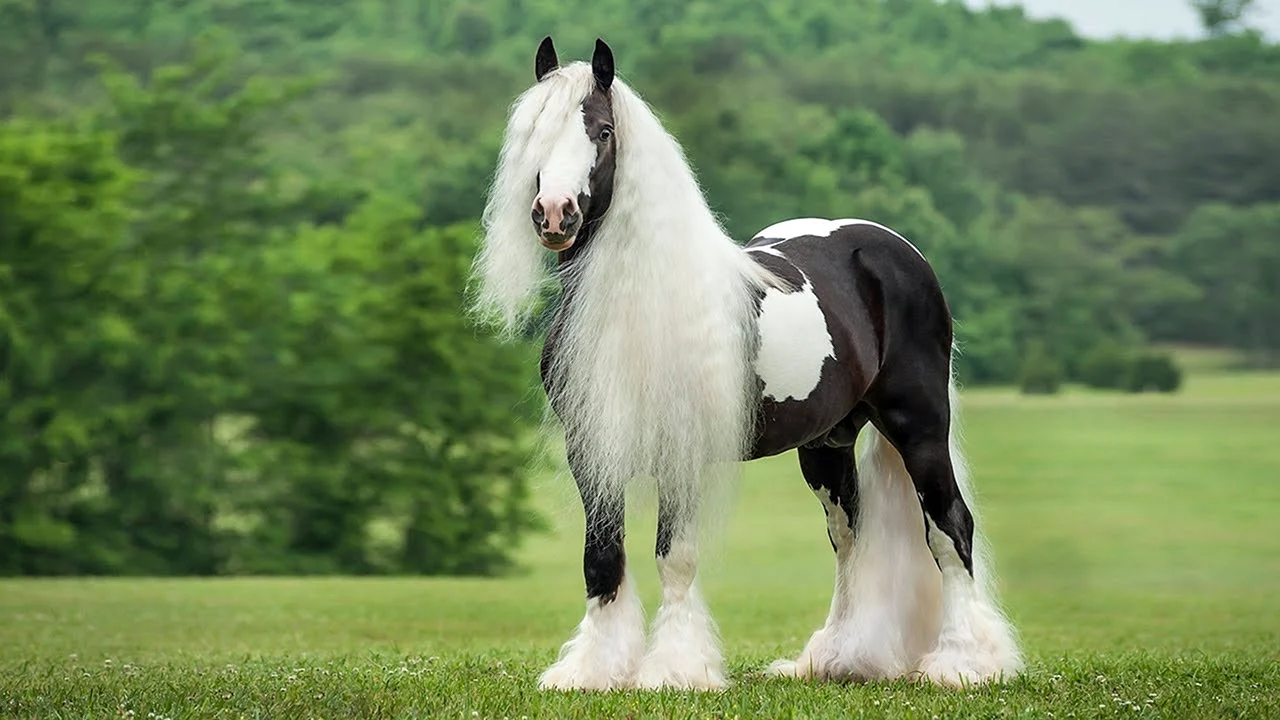 Породы лошадей самые красивые