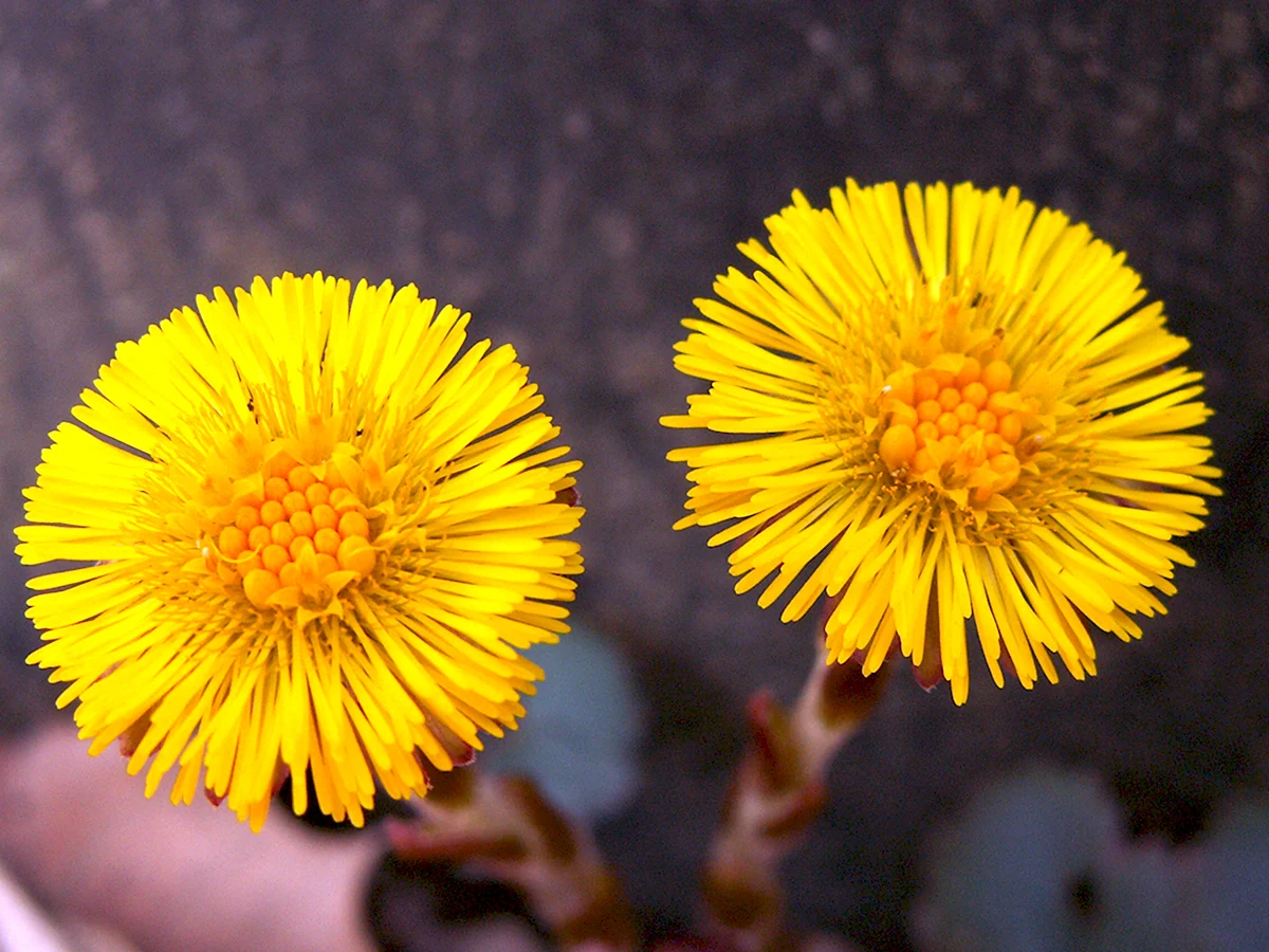 Tussilago Farfara формула