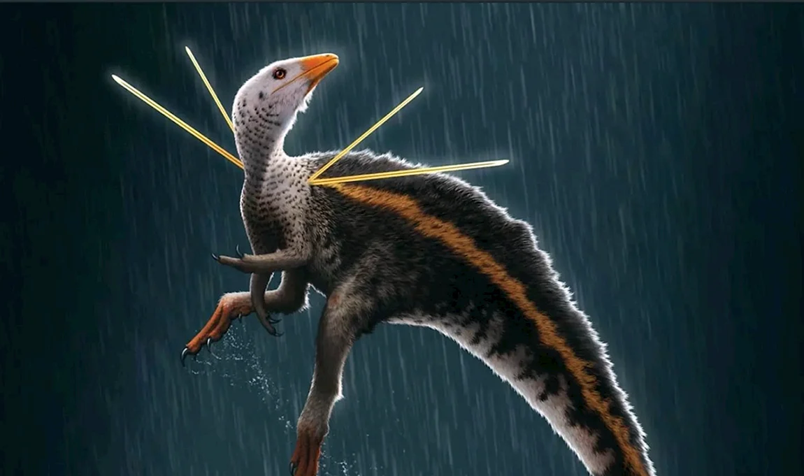 Ubirajara jubatus