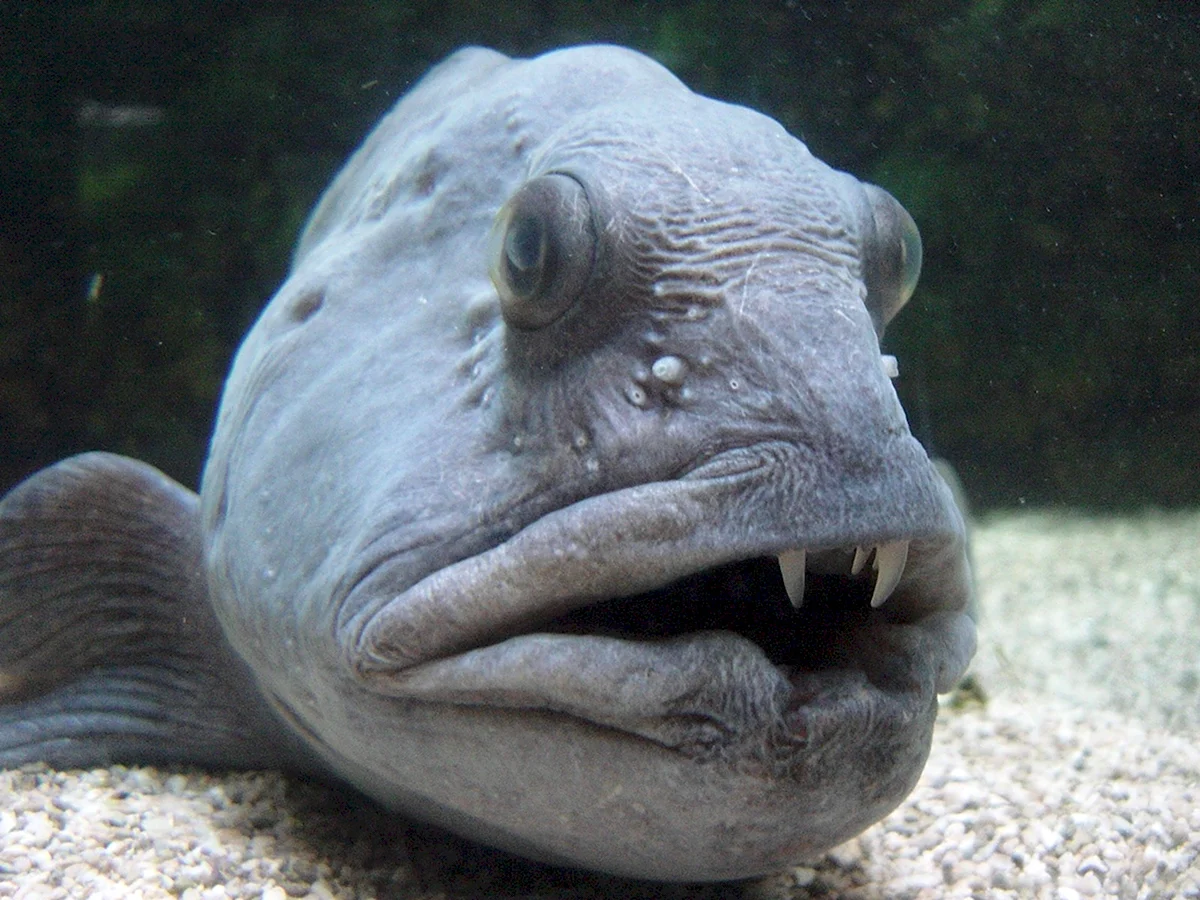 Угревидная зубатка