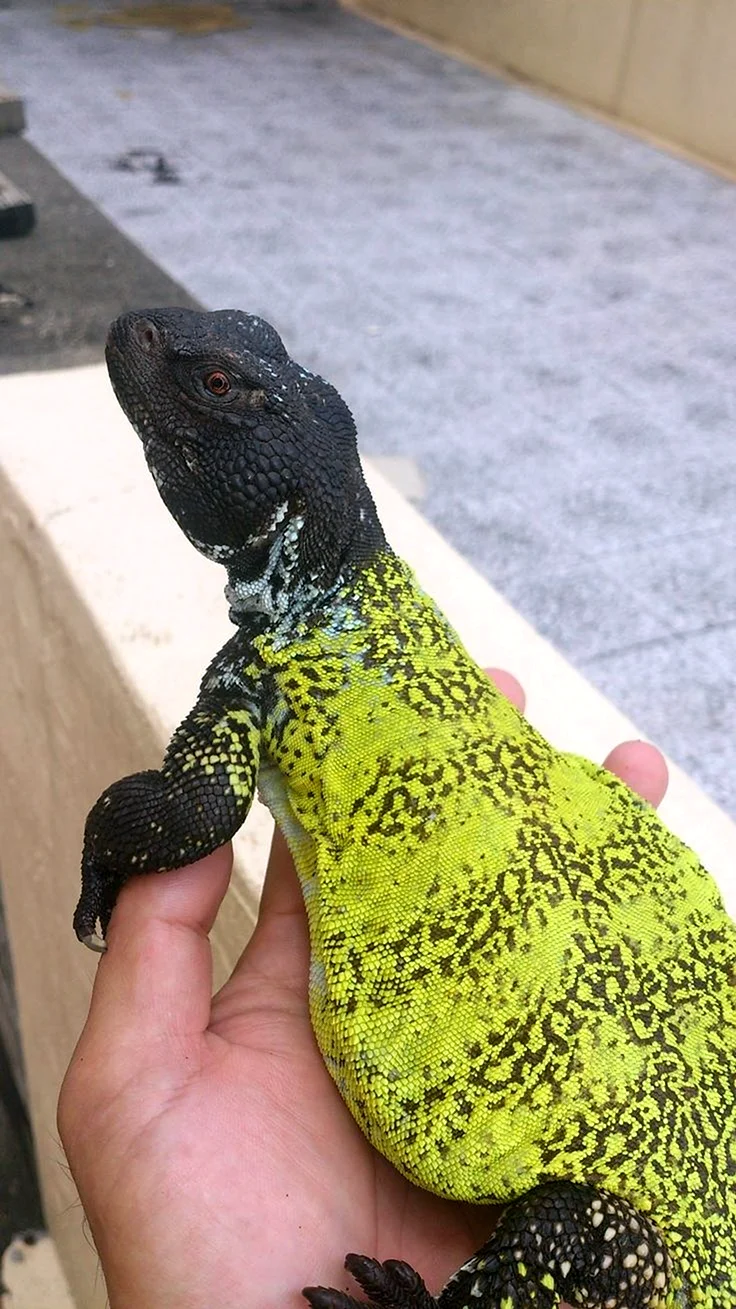 Uromastyx acanthinura