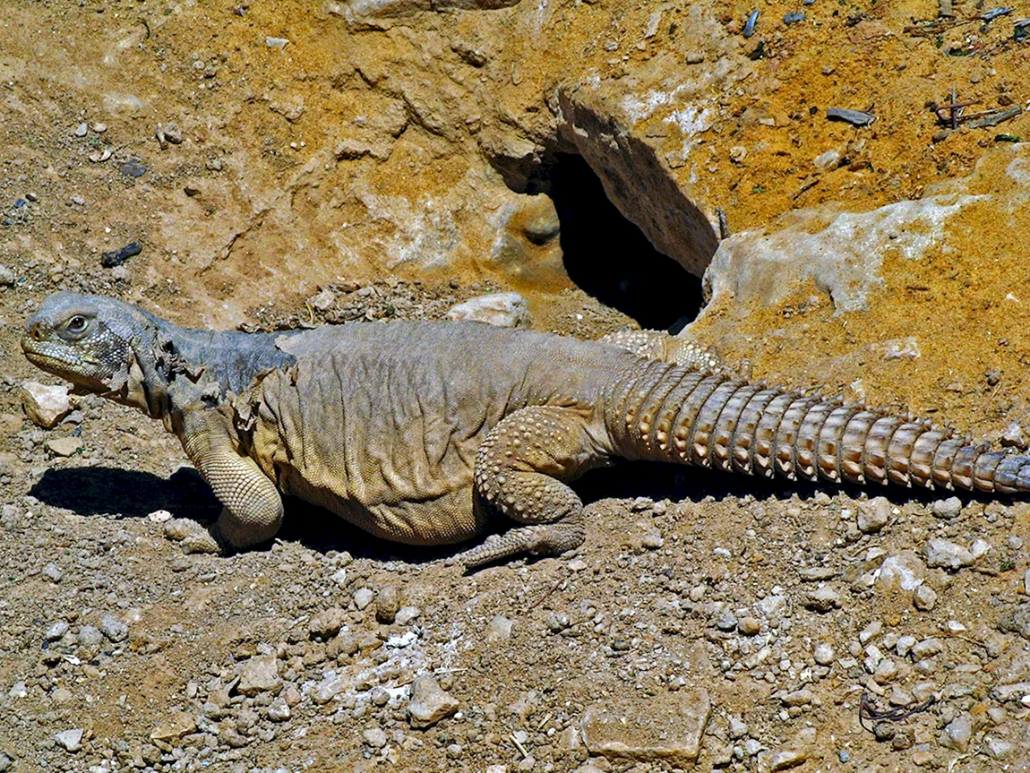 Uromastyx aegyptia