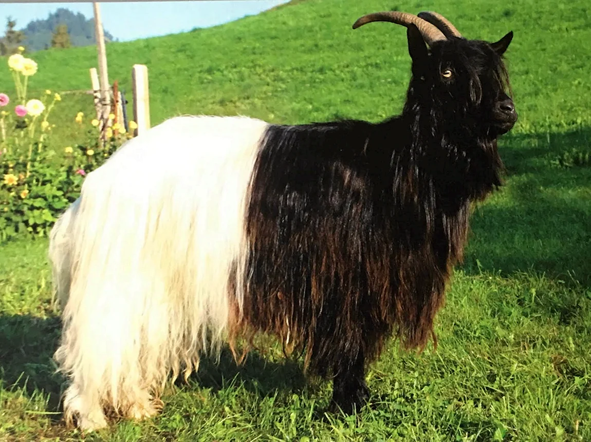 Валлийская коза