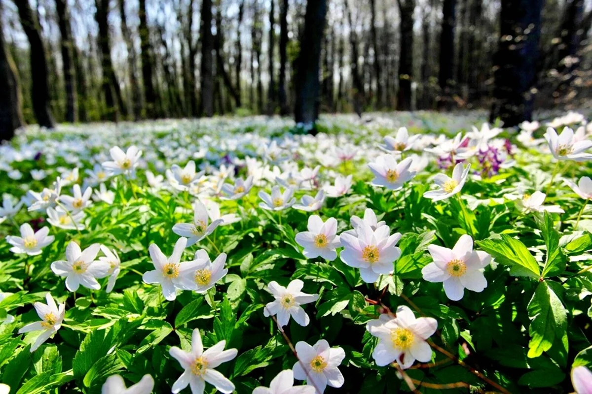 Белые цветы в лесу