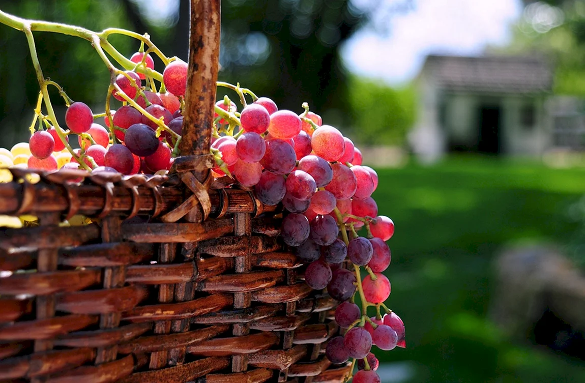 Виноград солнечная ягода