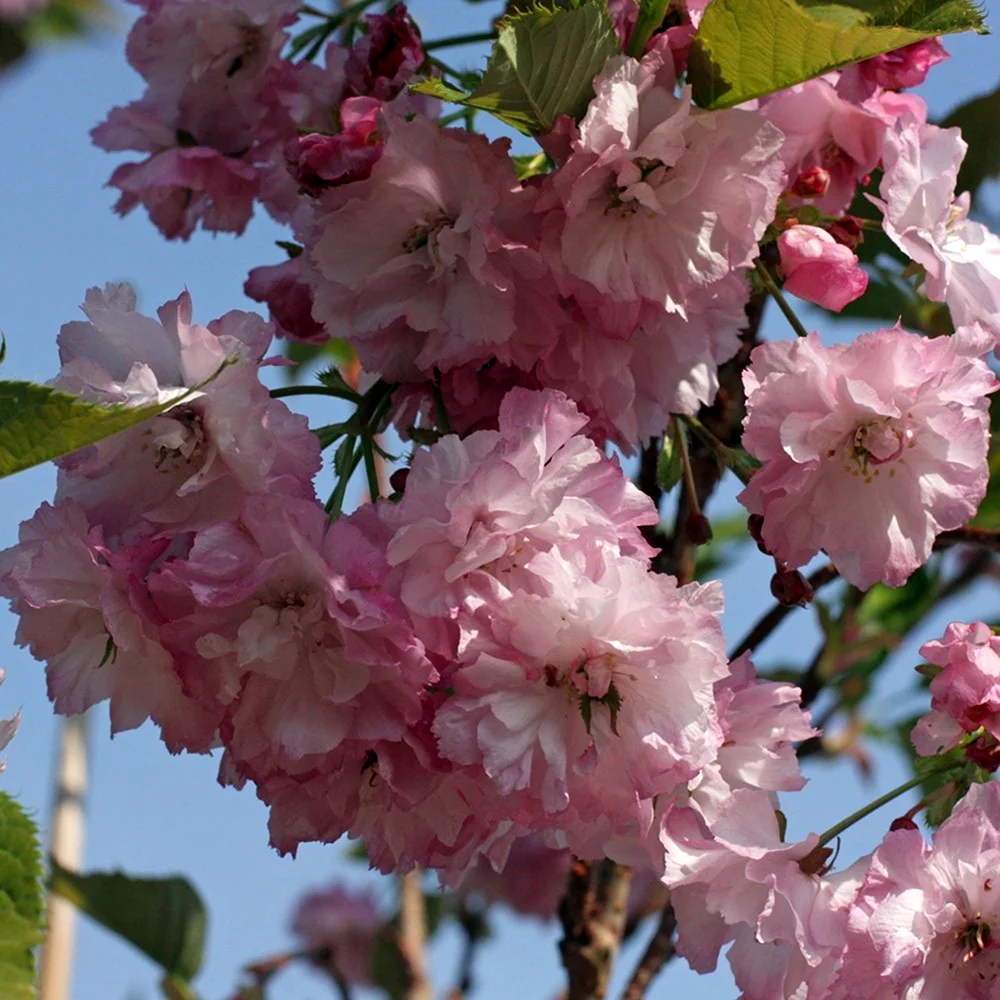 Вишня мелкопильчатая Pink perfection