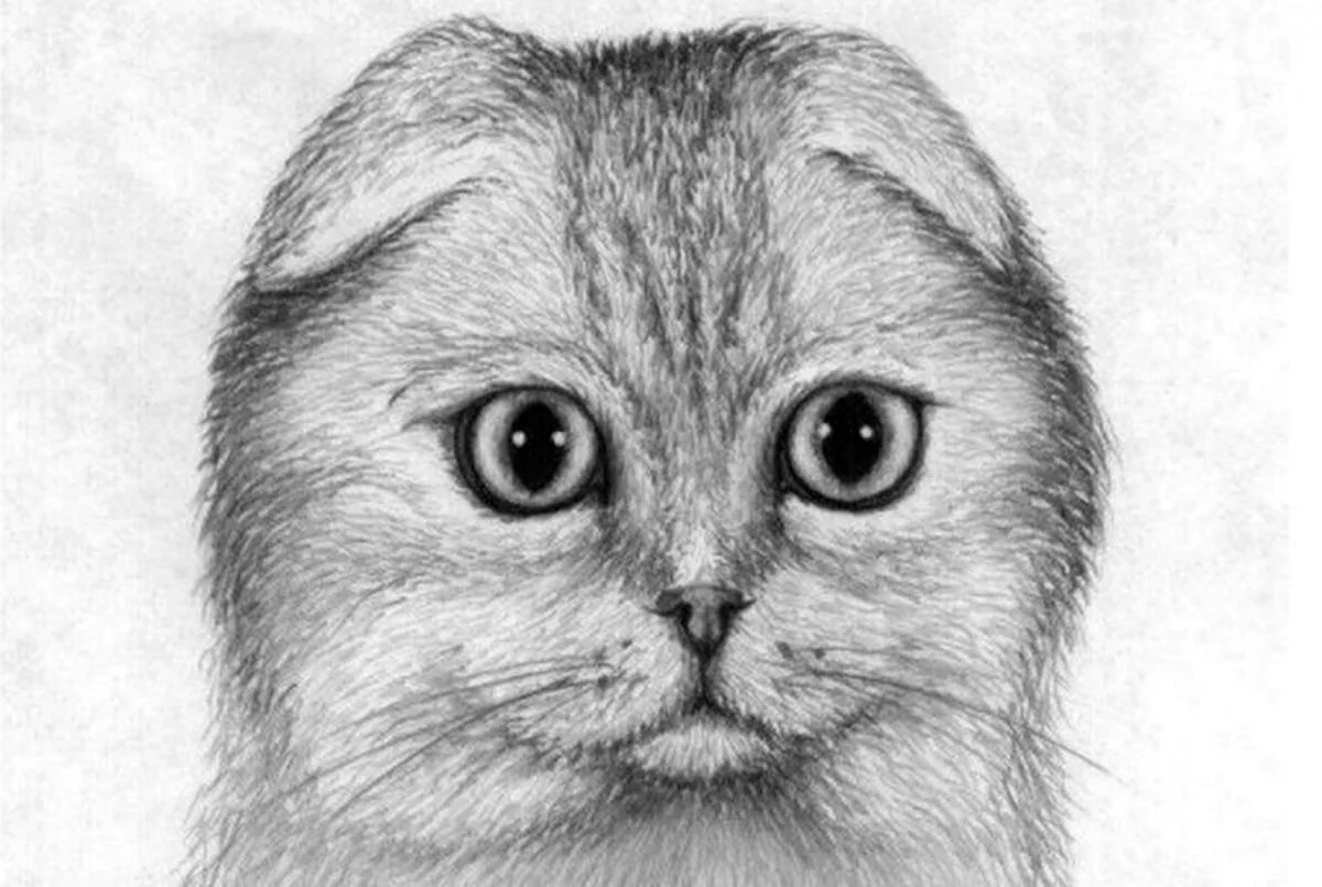 Вислоухая кошка карандашом