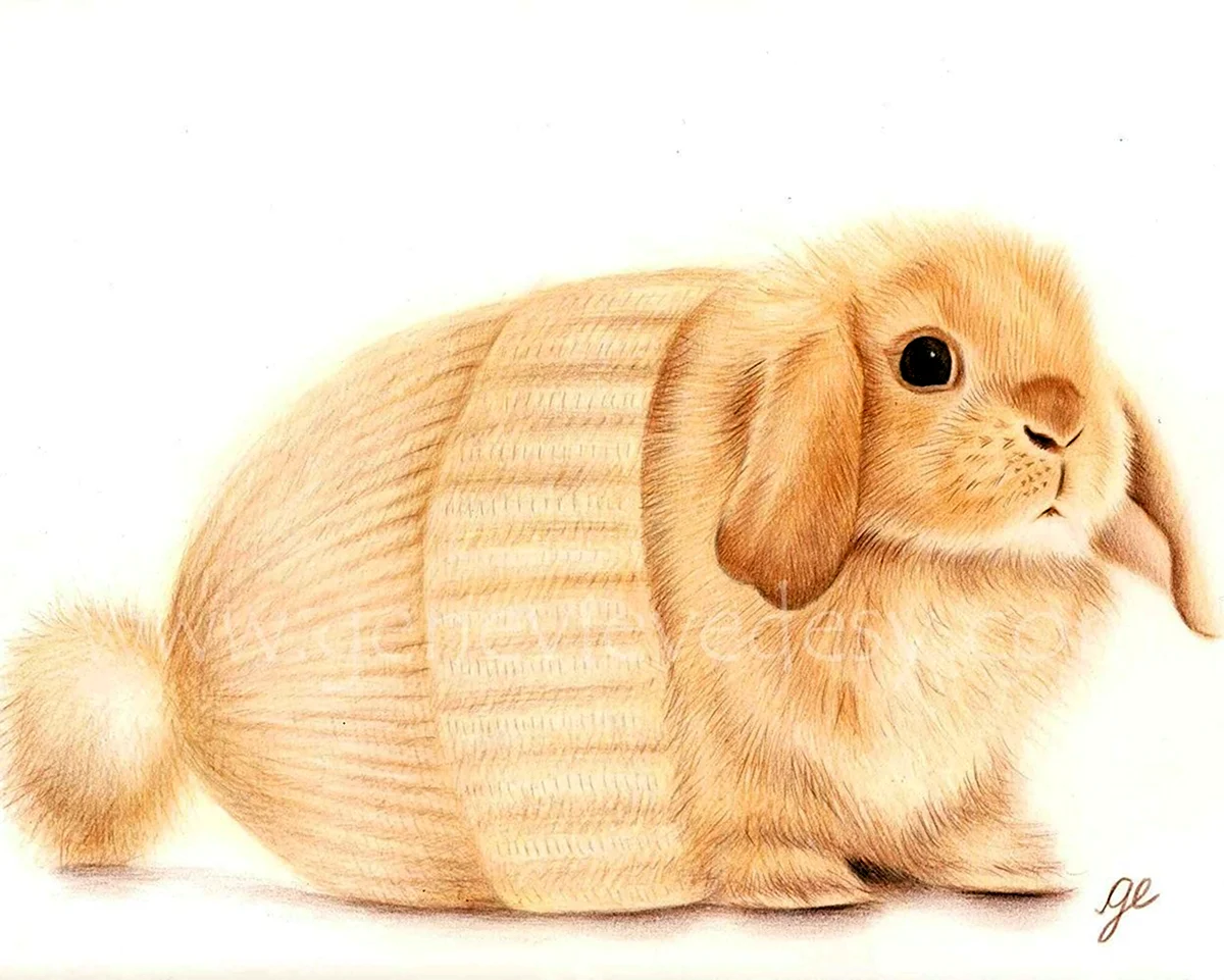 Вислоухий кролик арт