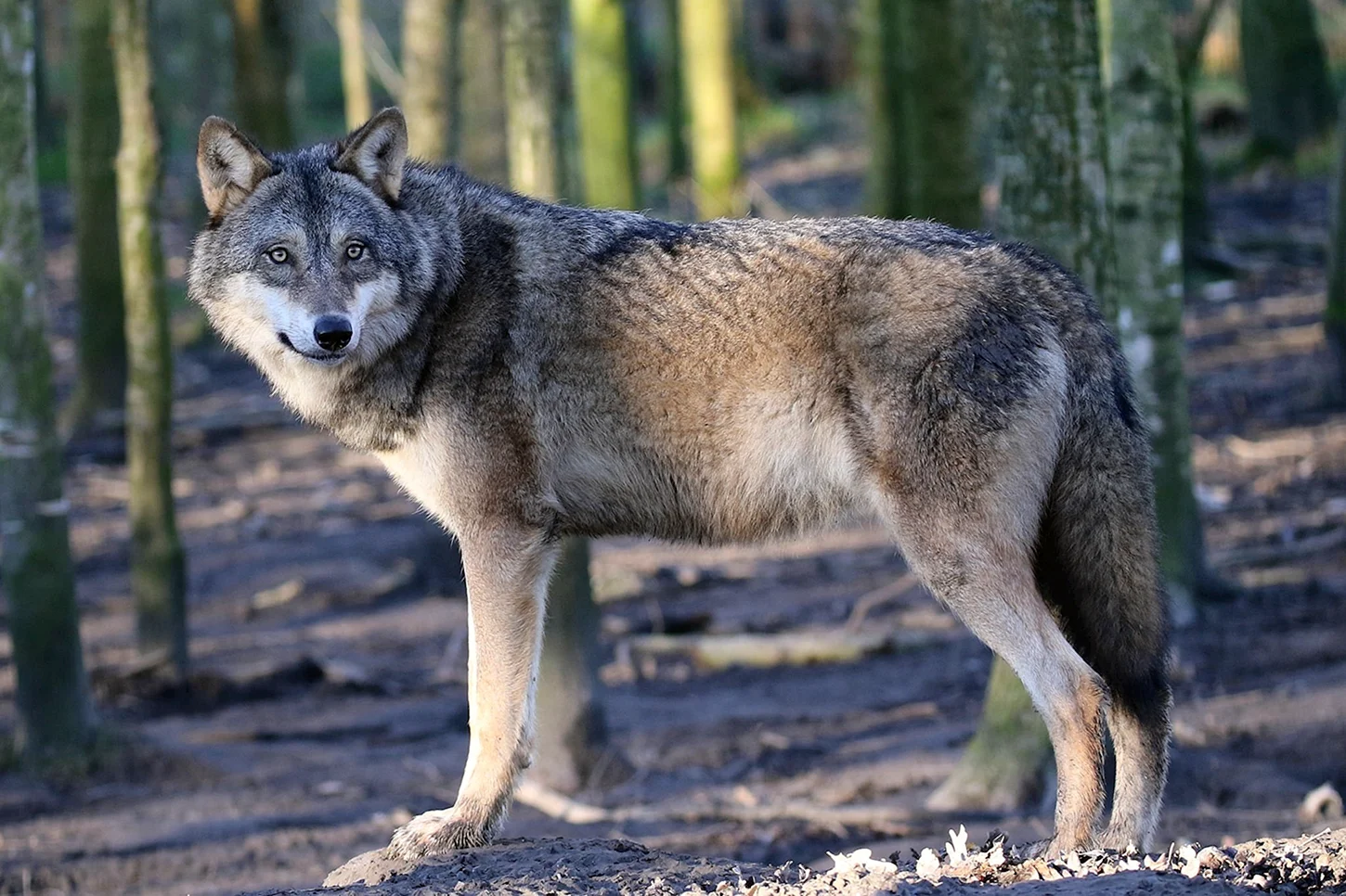 Волк серый обыкновенный