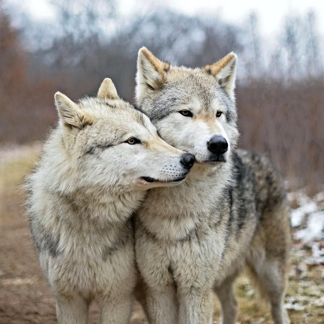 Волки пара