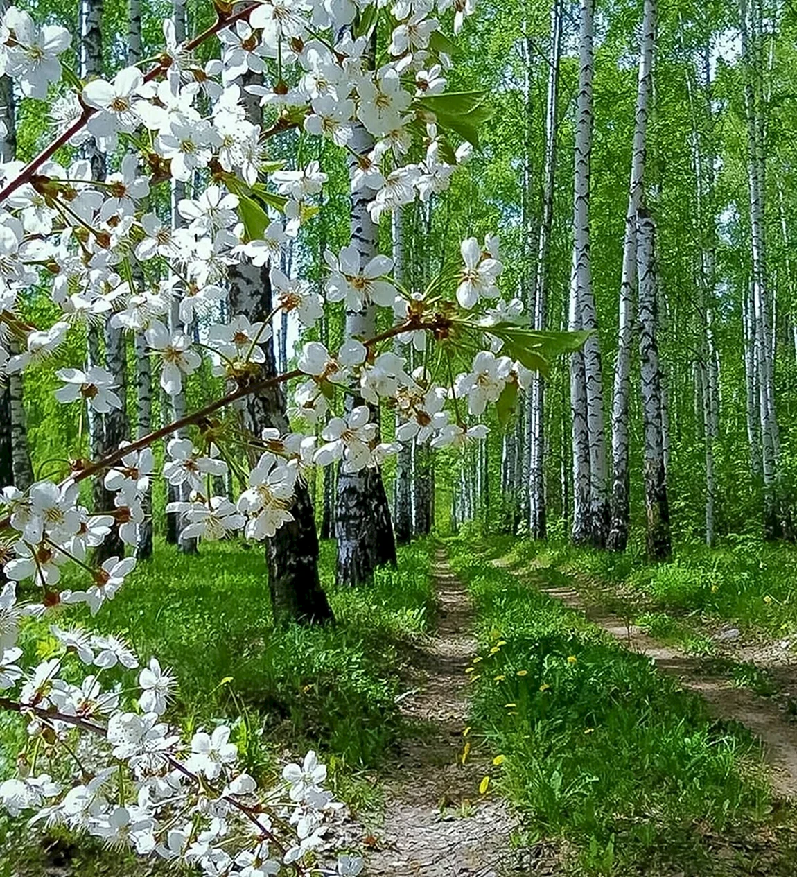 Прекрасный майский день. Природа весной. Весенняя красота природы.