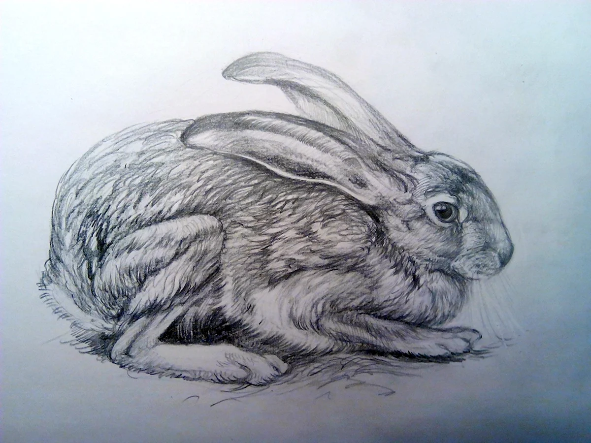 Заяц набросок