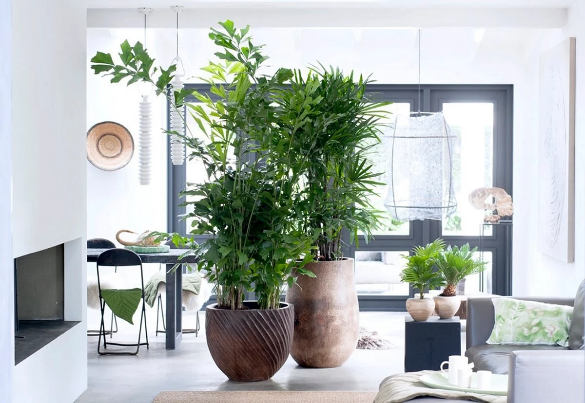 Стильные комнатные растения в интерьере