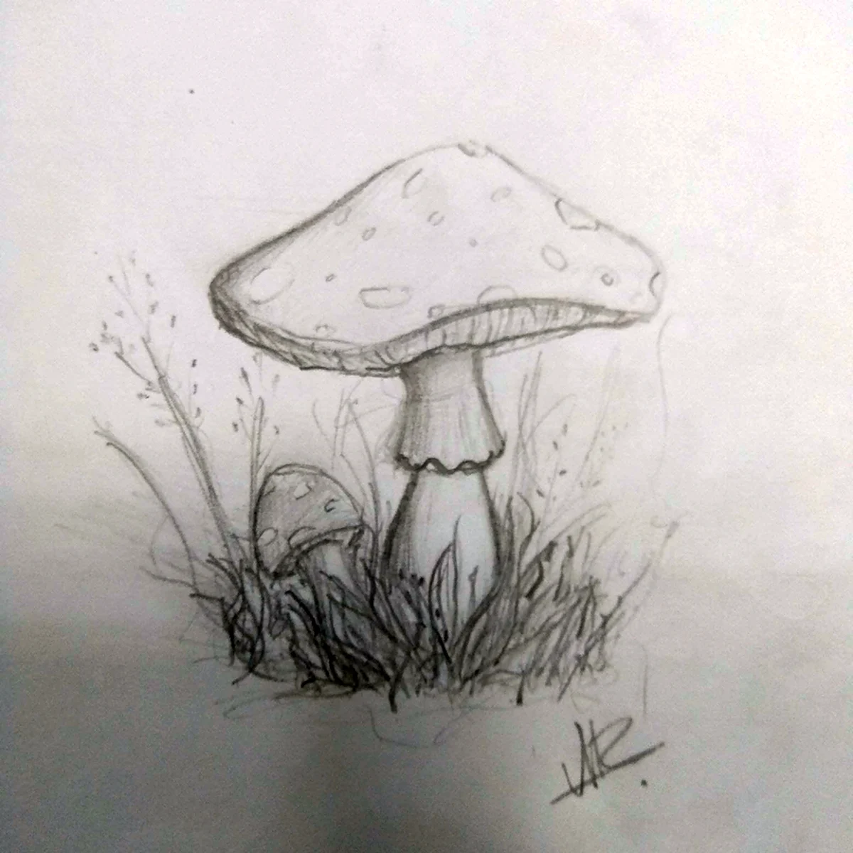 Зарисовки грибов карандашом