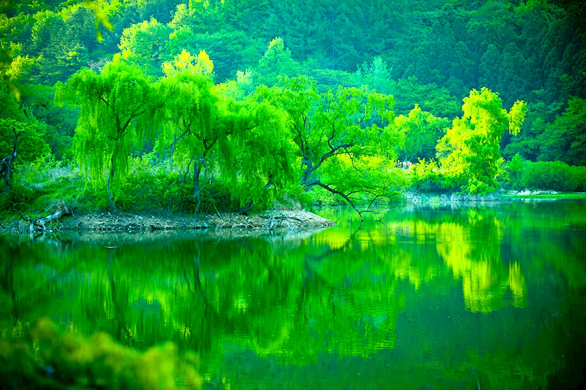 Зеленая природа