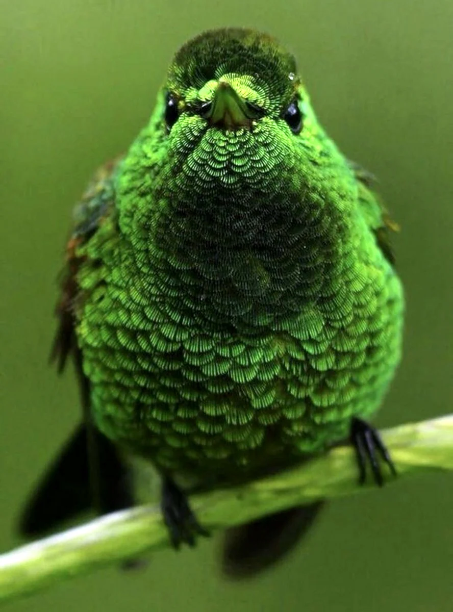 Colorful green. Зеленая птица. Зелёный. Зеленый цвет. Салатовая птица.