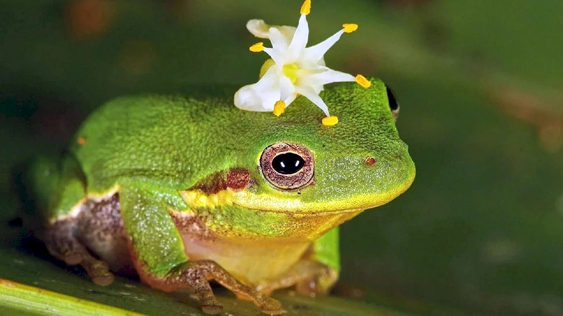 Красивая жабка