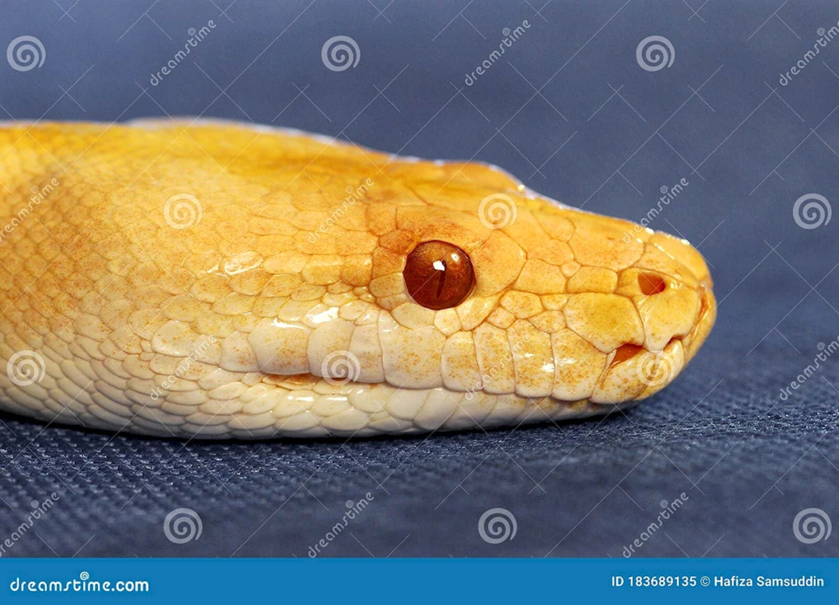 Змея с желтыми глазами