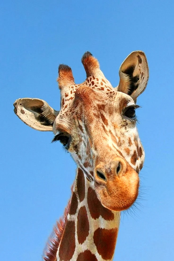 Красивый жираф