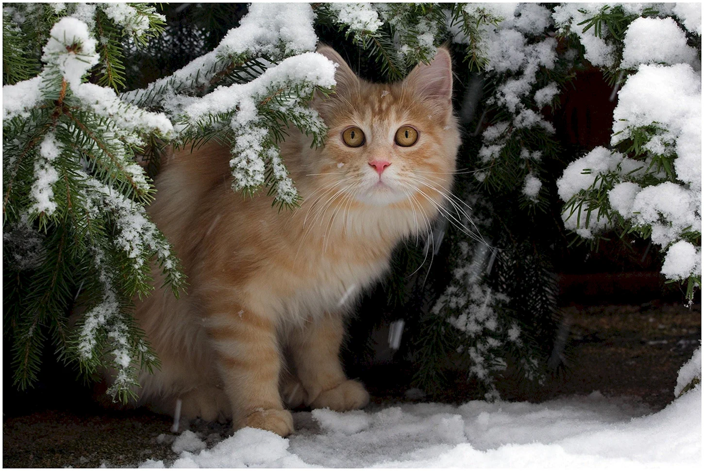 Красивые кошки зимой
