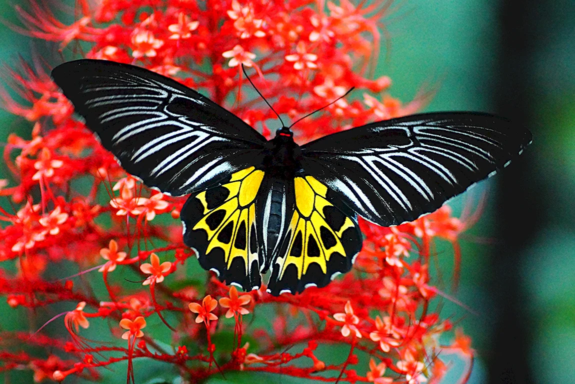Бабочки мира самые красивые